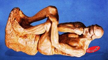 گاوهایی که گورخر شدند / یک ابتکار ژاپنی