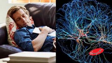 آیا تنبل‌ها باهوش‌ترند؟