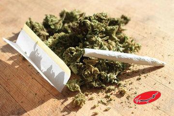 قدرت مخرب ماده اعتیادآور «گل» در ایران/ ممنوعیت مصرف گل در بسیاری از کشورهای پیشرفته دنیا