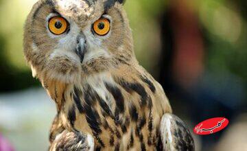 چشم برخی جغدها از داخل گوششان دیده میشود