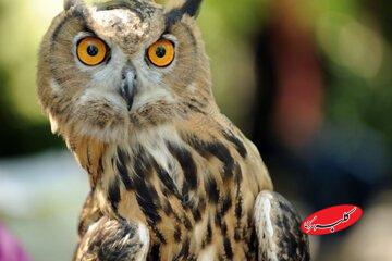 چشم برخی جغدها از داخل گوششان دیده میشود