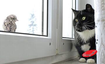 کودتا در مغز: چرا گربه‌ها با دیدن پرنده‌ها دیوانه می‌شوند؟