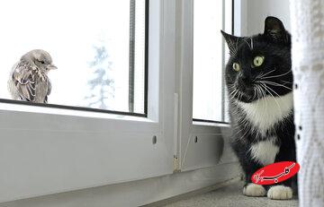 کودتا در مغز: چرا گربهها با دیدن پرندهها دیوانه میشوند؟