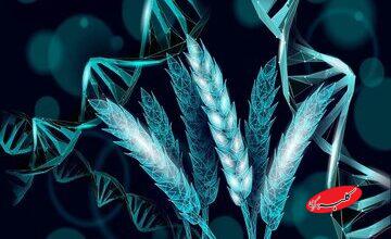 گیاه گندمی که برای خودش کود تولید می‌کند