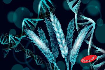 گیاه گندمی که برای خودش کود تولید می‌کند