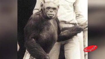 انسان-شامپانزه‌ای که به دنیا آمد و کشته شد!