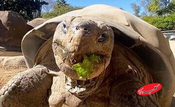 مرگ سالخورده‌ترین ساکن باغ وحش «سن‌دیگو»/ عکس