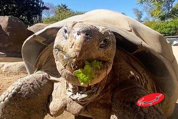 مرگ سالخوردهترین ساکن باغ وحش «سندیگو»/ عکس