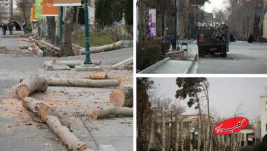 نقدی بر حذف عجولانه چمن در دانشگاه تهران؛ چرا پاپیتال جایگزین چمن در فضای سبز نیست؟