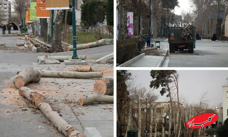 نقدی بر حذف عجولانه چمن در دانشگاه تهران؛ چرا پاپیتال جایگزین چمن در فضای سبز نیست؟