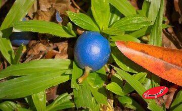 تنها میوه آبی رنگ دنیا چیست و کجا رشد می کند؟