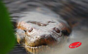 مار عظیمالجثه افسانهای، واقعاً پیدا شد