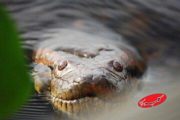 مار عظیم‌الجثه‌ افسانه‌ای، واقعاً پیدا شد