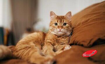 گربه‌های ملوس خانگی، چه زمان اهلی شدند؟