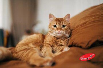 گربههای ملوس خانگی، چه زمان اهلی شدند؟