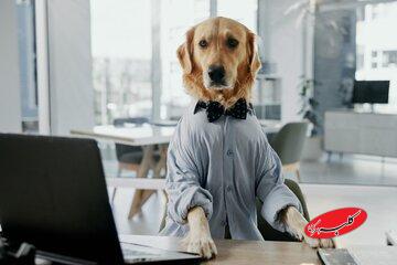 کشف ژنهای مشترک میان سگ و انسان /هوش و اضطراب انسان در بدن یک سگ؟