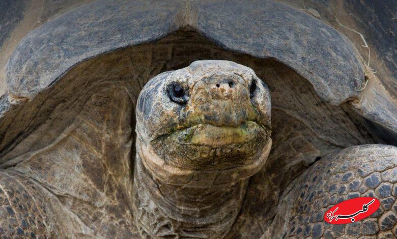مادربزرگ گالاپاگوس باغ وحش سن دیگو