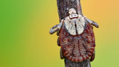 سندروم آلفا-گال