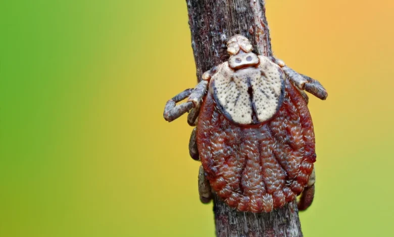 سندروم آلفا-گال