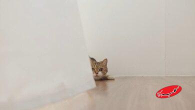 زبان بدن گربه‌