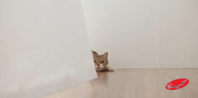 زبان بدن گربه