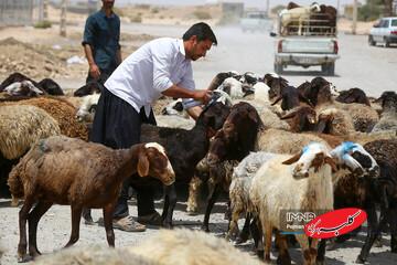 قیمت جدید دامزنده ۲ دیماه ۱۴۰۴ اعلام شد/ افزایش قیمت گوسفند و گوساله «عجیب» شد + جدول