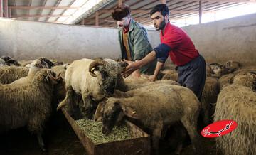 قیمت جدید دام زنده اعلام شد/ دادرس: گوشت را نباید از این قیمت بالاتر بفروشند؛ قیمت گوشت منطقی نیست