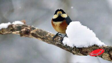 وضعیت هوای تهران تا پایان هفته؛ کاهش محسوس دما در راه است