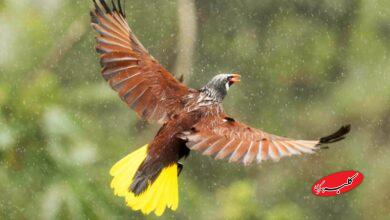 ۱۰ روز پر از برف و باران در پیش است/ از بارش‌های گسترده پاییزی در کشور لذت ببرید+ نقشه