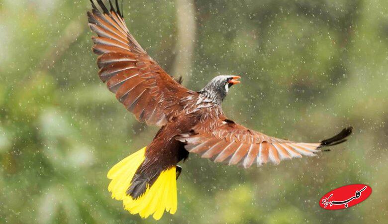 ۱۰ روز پر از برف و باران در پیش است/ از بارش‌های گسترده پاییزی در کشور لذت ببرید+ نقشه