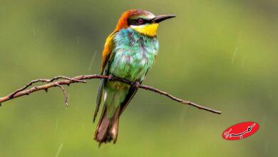 هجوم ابرهای بارش‌زا به ایران/ اعلام زمان دقیق آغاز بارش‌های سنگین و فراوان در کشور