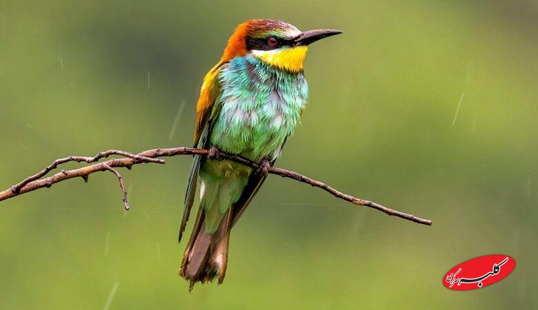 هجوم ابرهای بارشزا به ایران/ اعلام زمان دقیق آغاز بارشهای سنگین و فراوان در کشور