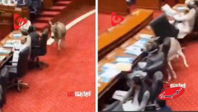 ورود غیر منتظره یک الاغ به پارلمان پاکستان!+ فیلم