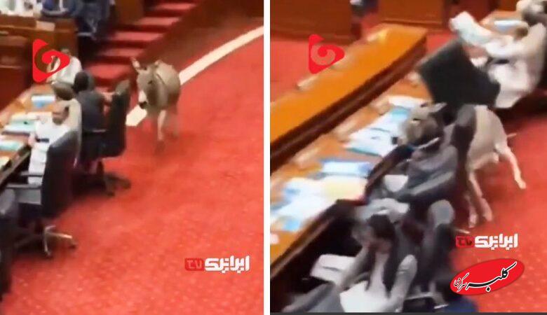 ورود غیر منتظره یک الاغ به پارلمان پاکستان!+ فیلم