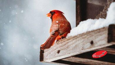 هشدار هواشناسی/ این ۲۰ استان آماده بارش شدید شوند!