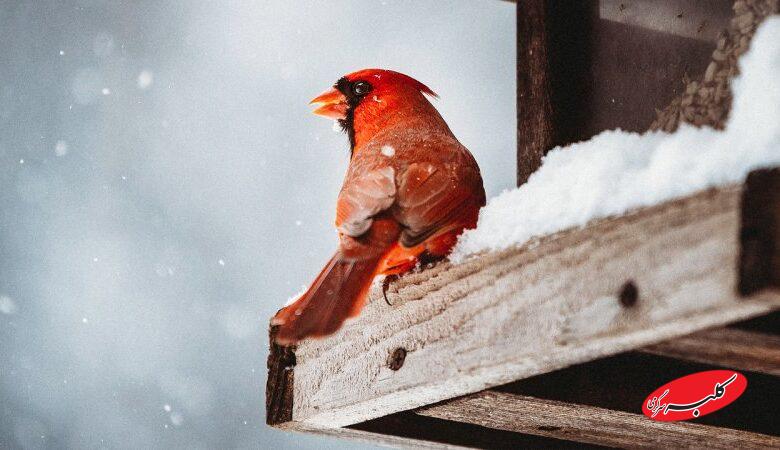 هشدار هواشناسی/ این ۲۰ استان آماده بارش شدید شوند!