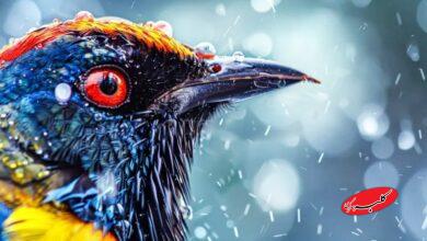 این ۲۴ استان کشور منتظر باران شدید باشند