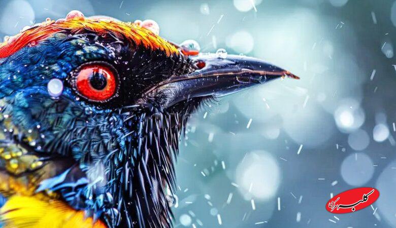 این ۲۴ استان کشور منتظر باران شدید باشند