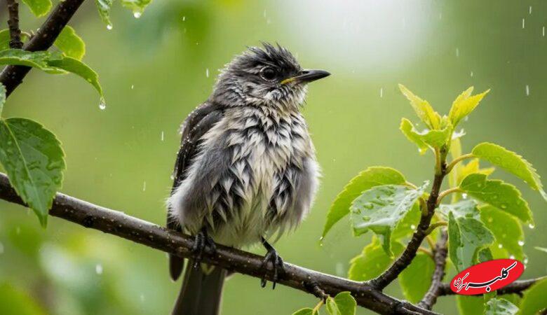 ورود سامانه پرقدرت بارشی به کشور از این تاریخ؛ آغاز بارشها در ۱۶ استان