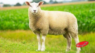 افزایش قیمت گوسفند و گوساله، عجیب شد/قیمت جدید دامزنده + جدول