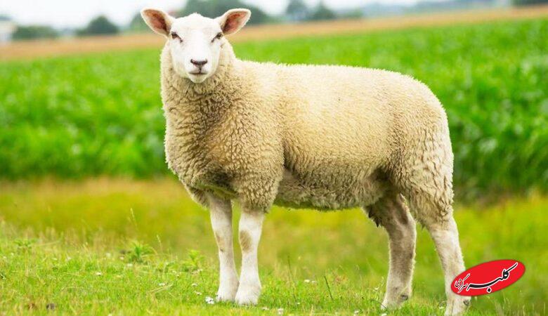 افزایش قیمت گوسفند و گوساله، عجیب شد/قیمت جدید دامزنده + جدول