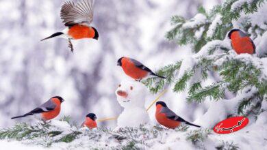 اطلاعیه فوری هواشناسی صادر شد/ برف و باران این مناطق را در بر میگیرد