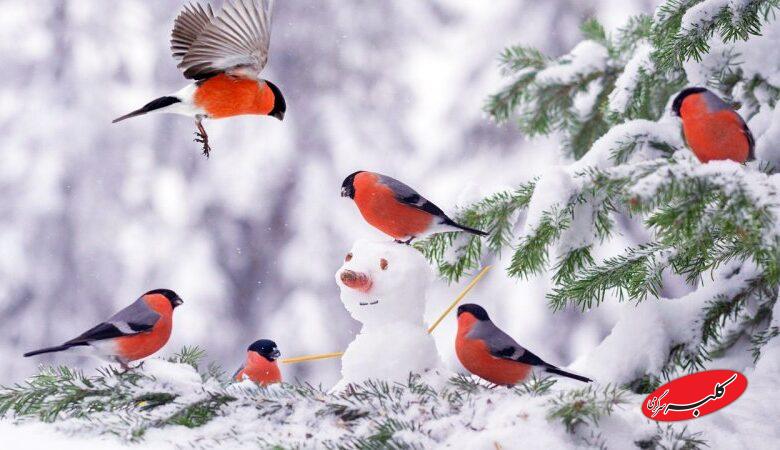 اطلاعیه فوری هواشناسی صادر شد/ برف و باران این مناطق را در بر میگیرد