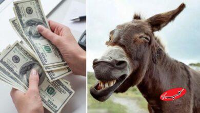 پهن الاغ گرانتر از دلار شد! + قیمت جدید