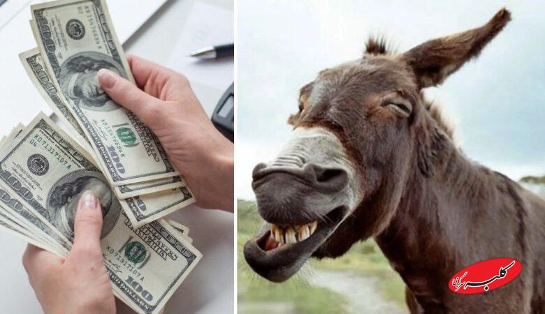 پهن الاغ گرانتر از دلار شد! + قیمت جدید