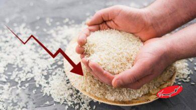 فوری/ سقوط قیمت برنج هندی آغاز شد