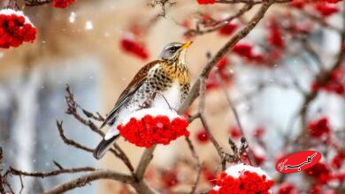 ۳ موج بارشی در راه است؛ زمان ورود اعلام شد/ این سامانه ها کدام استان ها را در برمیگیرد