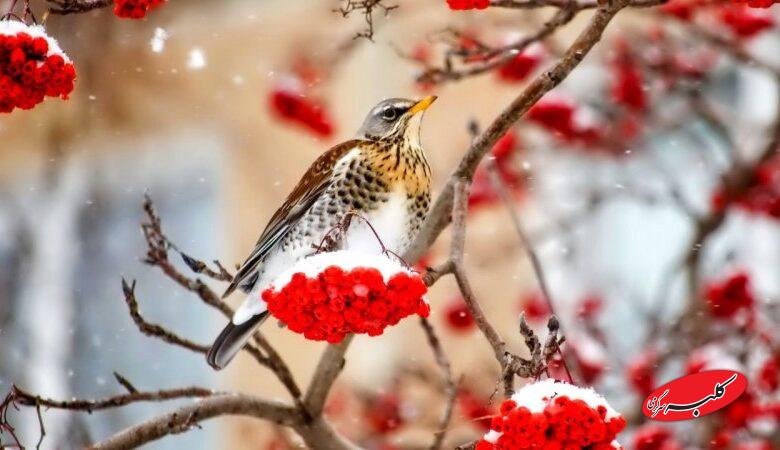 ۳ موج بارشی در راه است؛ زمان ورود اعلام شد/ این سامانه ها کدام استان ها را در برمیگیرد