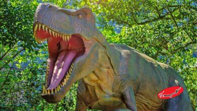 تخم دایناسور ۷۰ میلیون ساله پر از بلور بود! + عکس