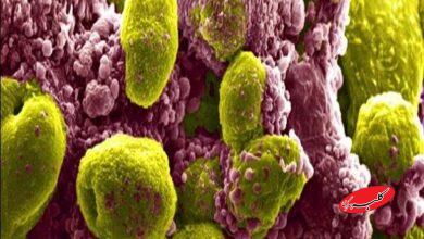 تاثیر یک ترکیب دارویی در کاهش خطر مرگ ناشی از سرطان